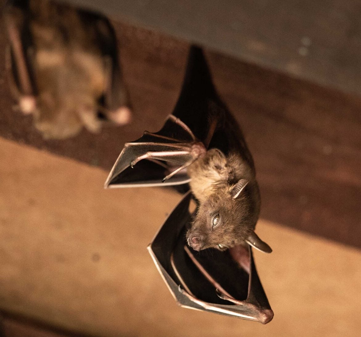 Expert bat removal services for a safe and humane solution in Wichita